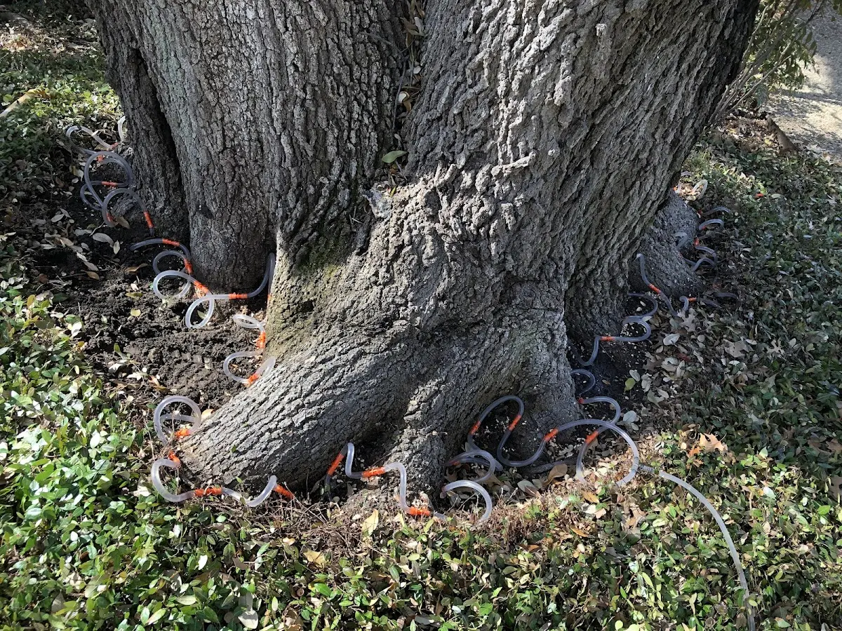 Detailed Tree Cabling and Bracing job site in Gasquet