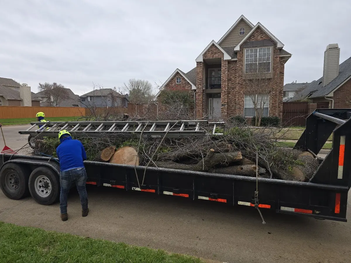 Expert Tree Fertilization with proper safety equipment in Gasquet